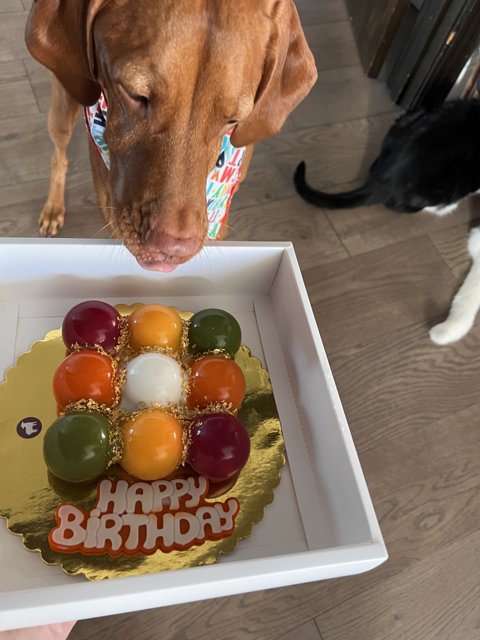 Canine Eyeing a Fruity Birthday Cake