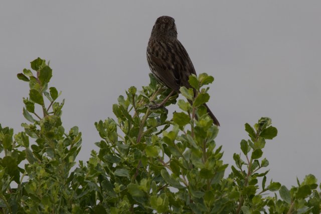 Sparrow's Perch