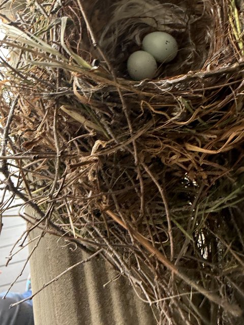 New Beginnings in Nature