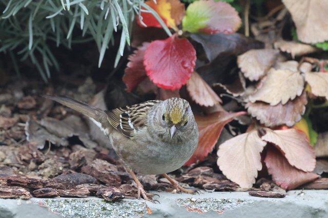Golden-Crowned Sparrow Among Autumn Leaves