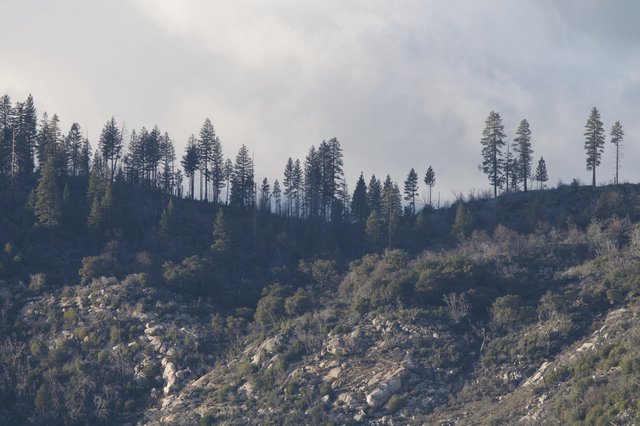 Wildfire Smoke Rising Above Mountain Forest Ridge