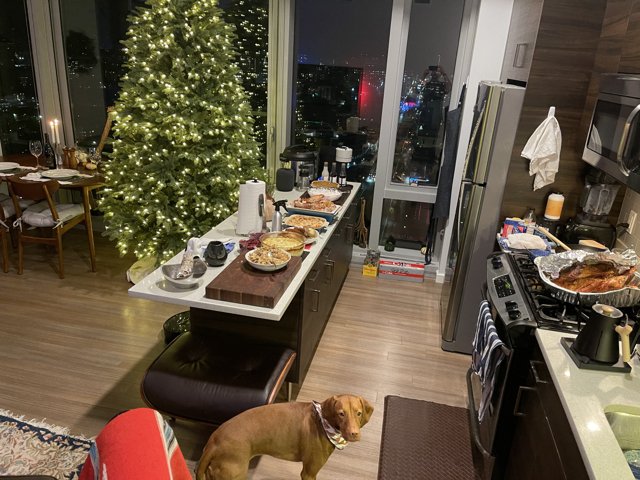 Festive Pup in the Kitchen