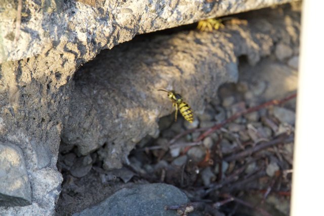 Grounded Wasp Encounter