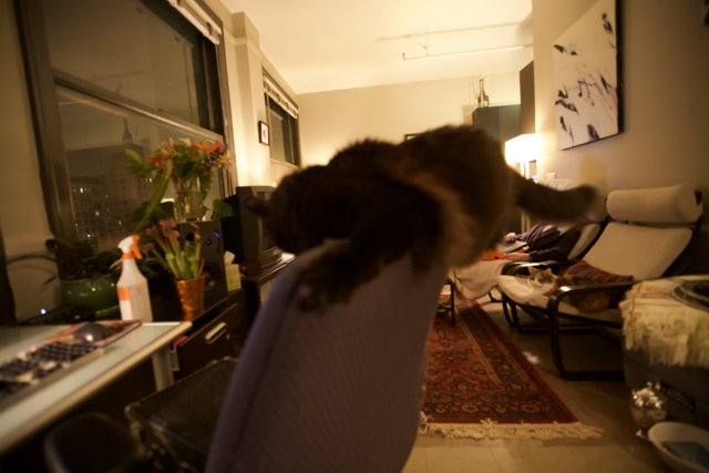 Majestic Feline in a Cozy Living Room