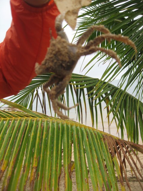 Palm Tree Crab