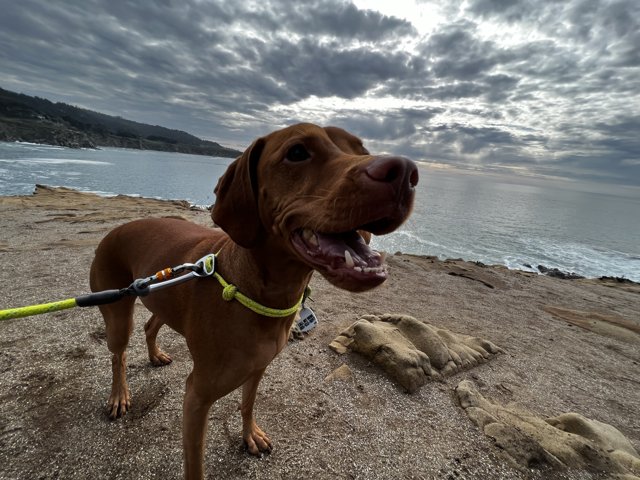 Dog Enjoying a Rocky Beach walk