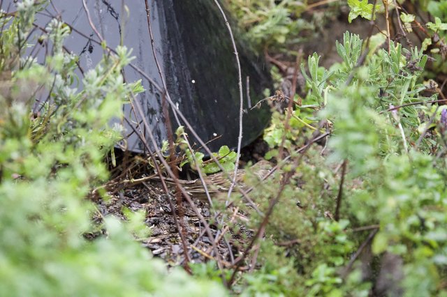 Black Barrel Nestled in Overgrown Garden Foliage