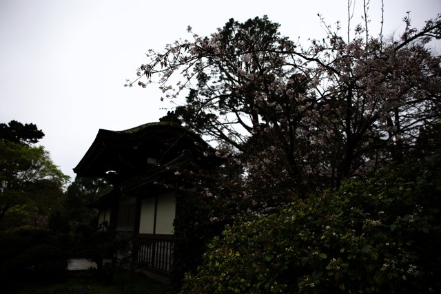 Serene Sakura Sanctuary