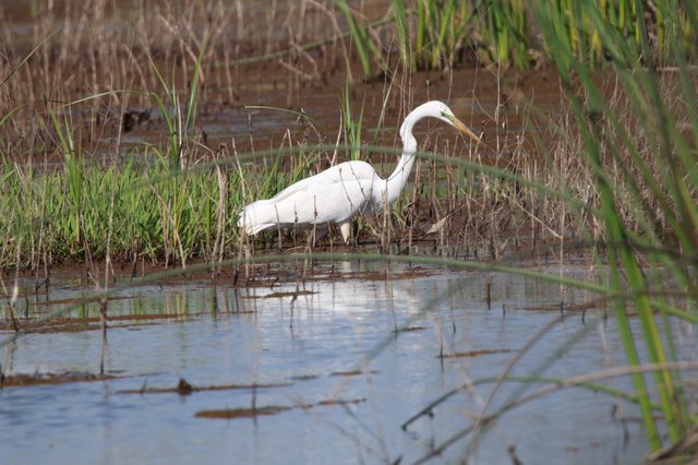 Great Egret Foraging in Yolo Bypass Wetlands