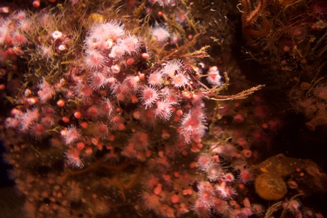 Subtle Beauty of Coral Reefs: A Monterey Encounter