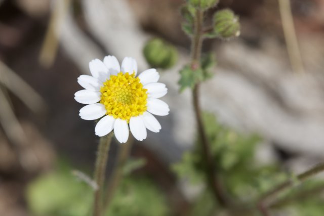 Blooming Daisy