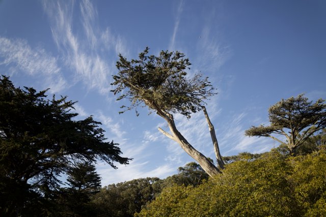 Eucalyptus Tree in November Sky