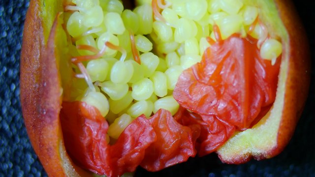 Unripe Pomegranate Seeds and Flesh Revealed