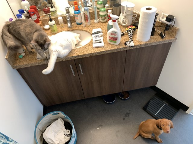 Feline and Canine Companions in the Kitchen