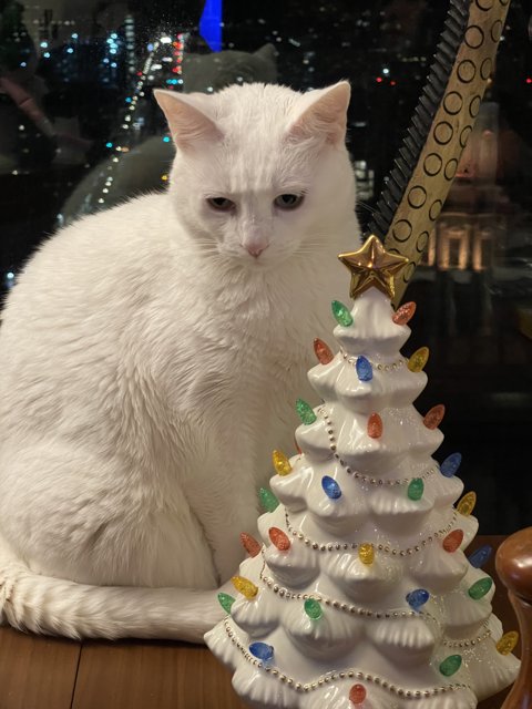 White Cat Enjoying Christmas Treats