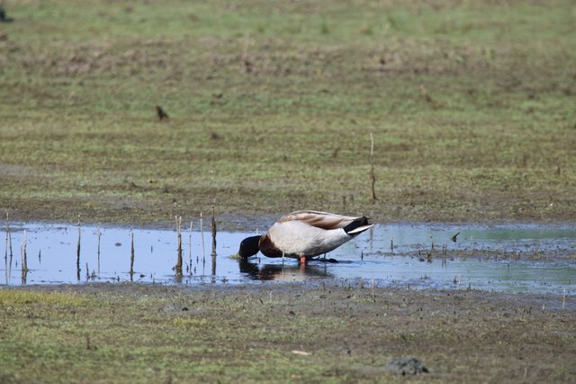 Northern Shoveler Duck Foraging in Shallow Wetland Pool