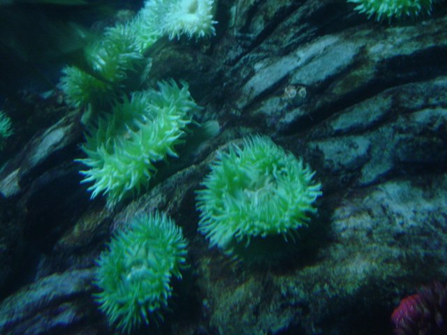 A Sea of Green Anemones