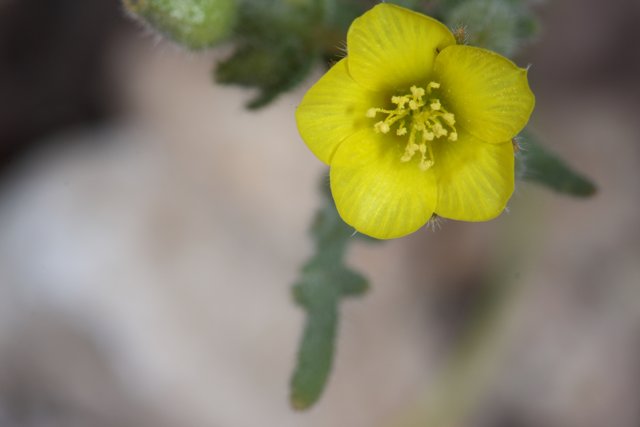 Yellow Geranium Flower