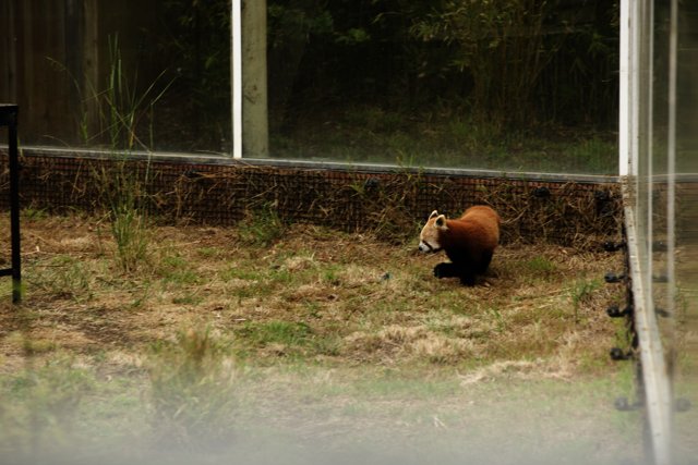 Prancing Red Panda at the SF Zoo