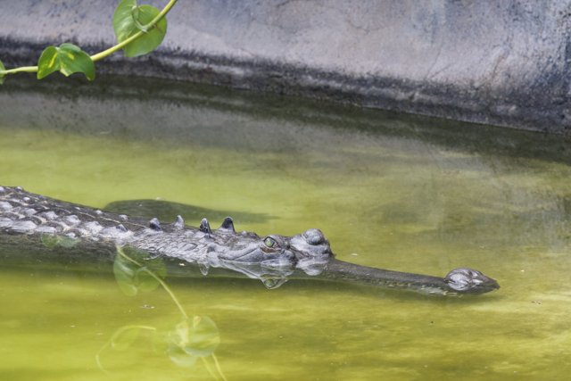 Stealth in the Water: A Crocodile's Quiet Dominance