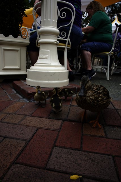 Feathered Friend at Disneyland