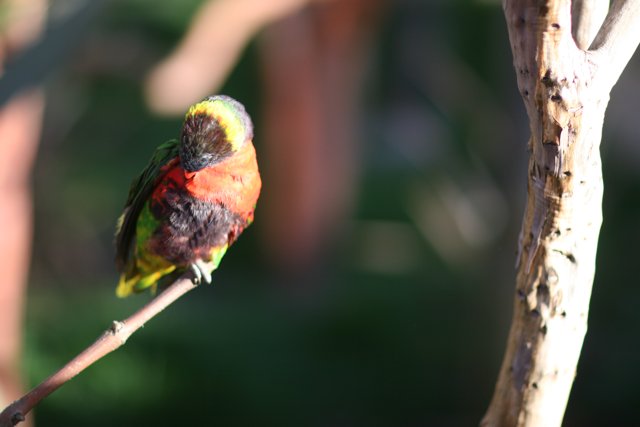 Vibrant Bird on Branch