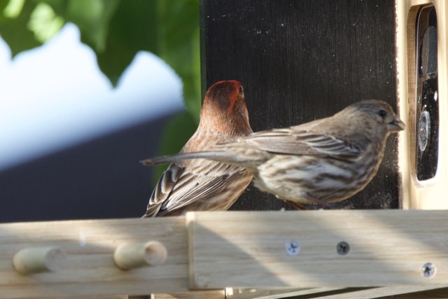 Feathered Friends at the Feeder