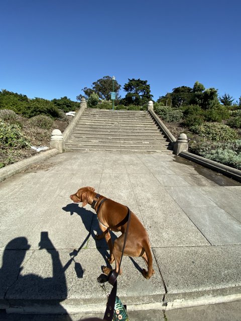 A Canine Climb
