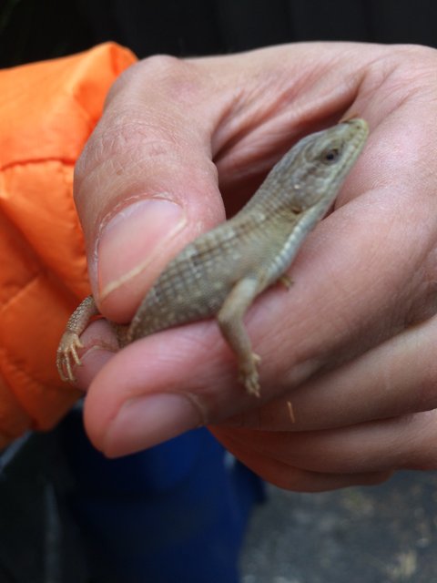 Holding a Lizard