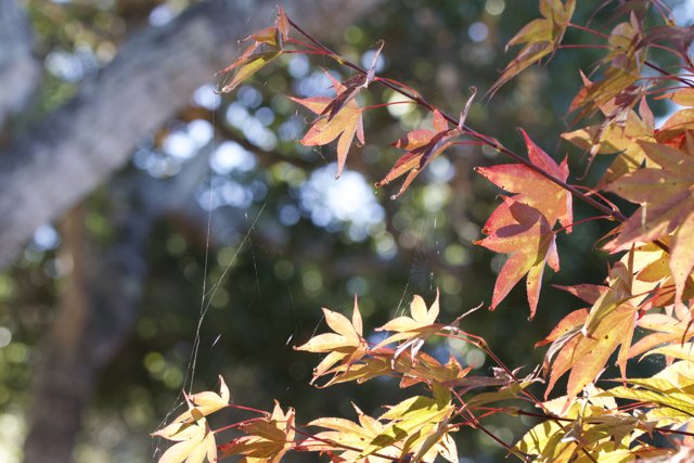 Vibrant Hues of Autumn