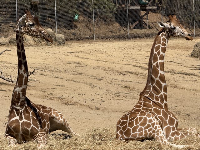 Graceful Giants of Oakland