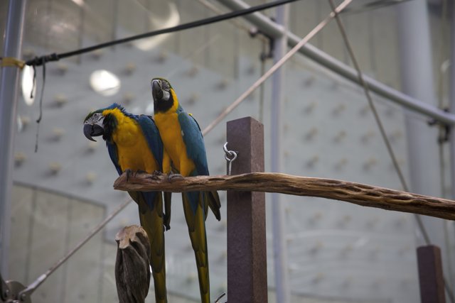 Dual Majesty: Macaw Parrots at California Academy of Sciences