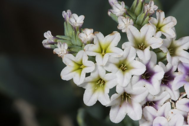 White and Purple Geranium Blossoms