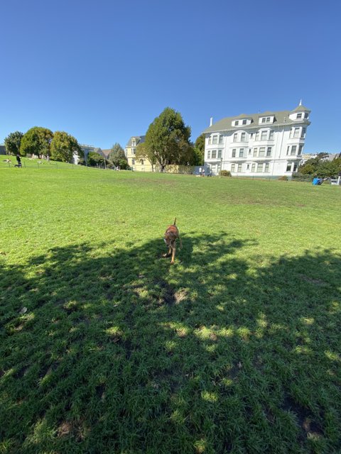 Running Free in Duboce Park