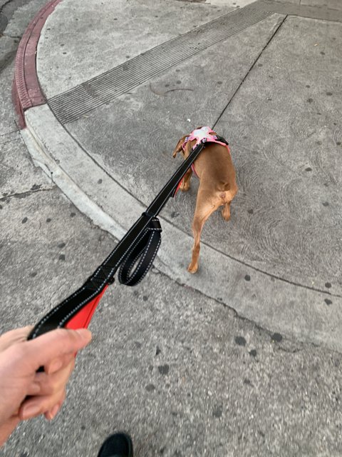 Walking the Dog