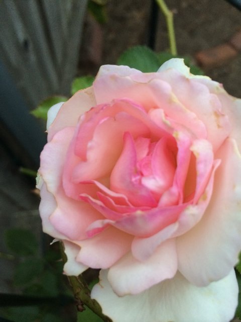 Pink Rose of Altadena