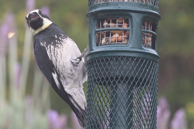 Black and White Woodpecker at Garden Bird Feeder