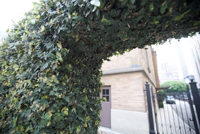 The Ivy-Covered Arbour in the Garden
