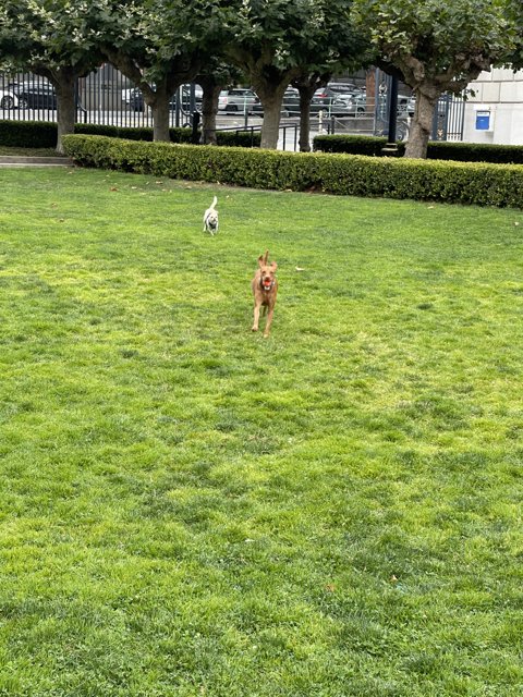 Running Pups at Veterans Memorial Park