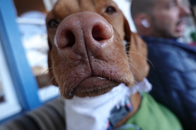 Extreme Close-Up of Dog's Nose and Snout