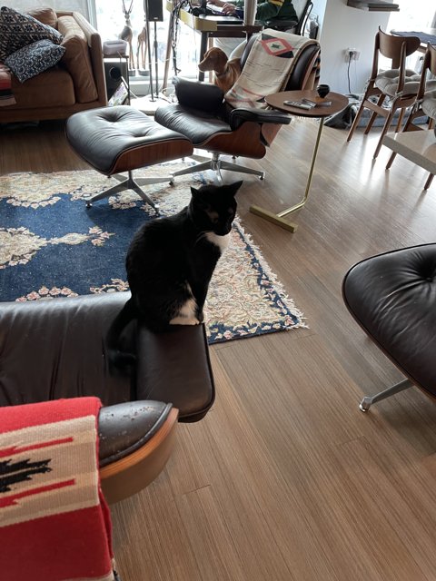 Cozy Living Room Companion