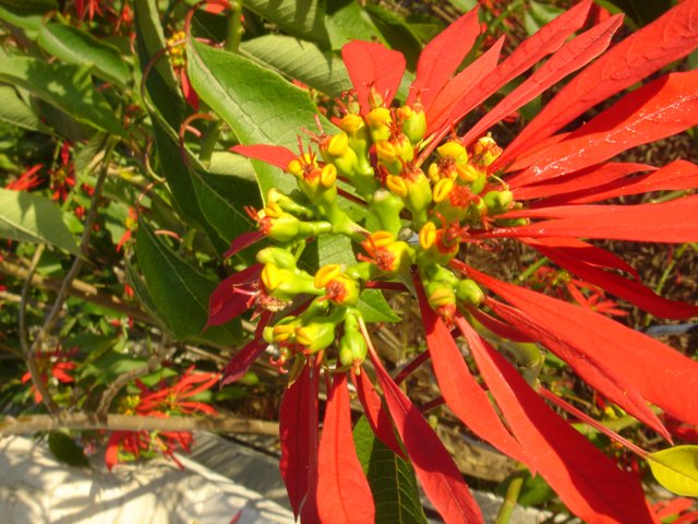 Vibrant Red Flower with Yellow Centers
