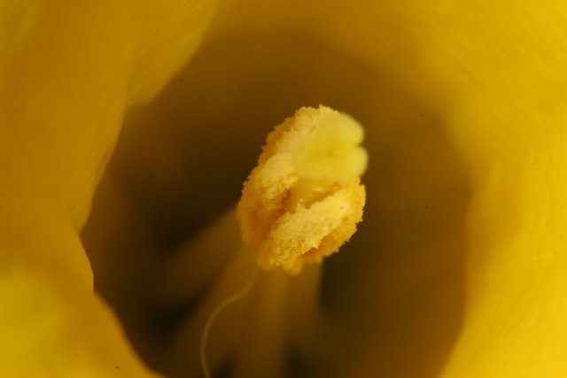 Inside the Vibrant Marigold Flower