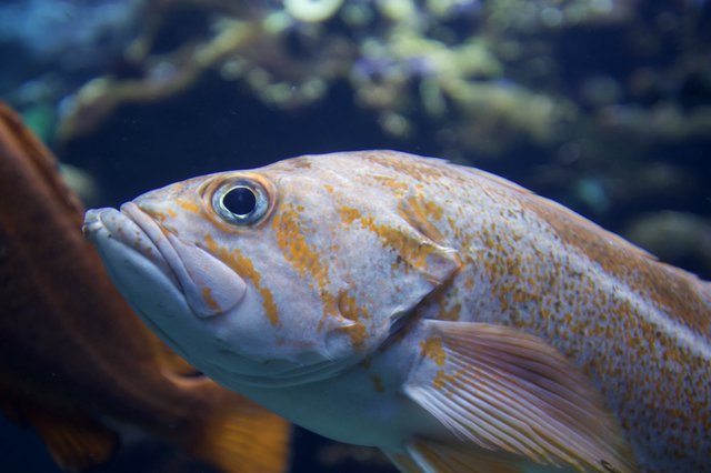 Golden Striped Fish in Aquarium Close-Up Portrait