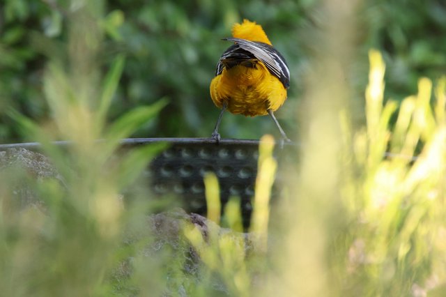 Vibrant Hooded Oriole Perched at Garden Birdbath