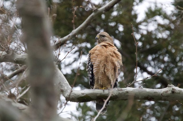 Red-Shouldered Hawk Perched in Winter Trees