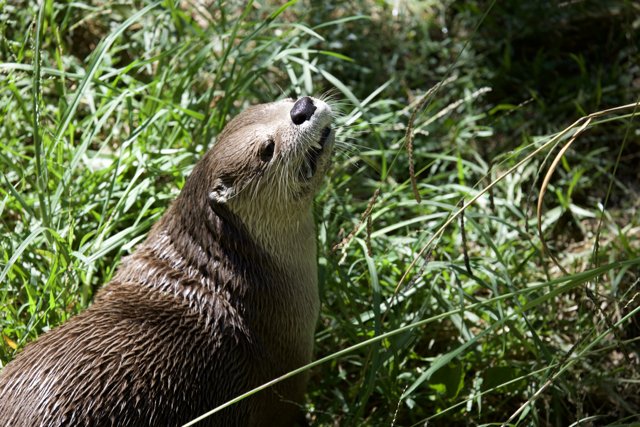 Curious Otter in the Wild