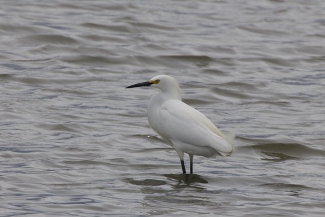 Graceful Sentinel of the Refuge