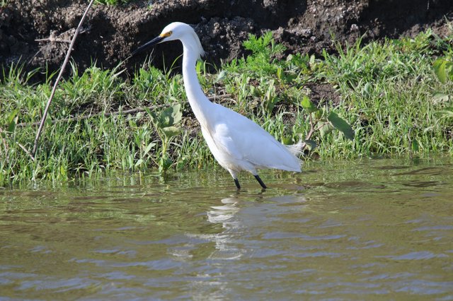 Snowy Egret Wading in Shallow Wetland Waters
