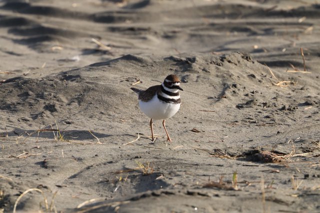 Killdeer Shorebird Standing on Sandy Beach